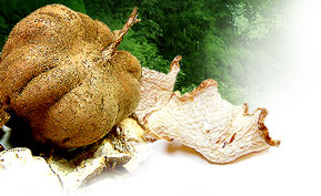 Pueraria Mirifica Herbalife