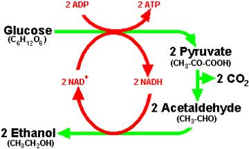 Escherichia Coli เชื้ออีโคไล การแพร่กระจายของเชื้ออีโคไล O157:H7