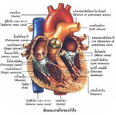 heart หน้าที่ของหัวใจ สั่งการจากสมอง
