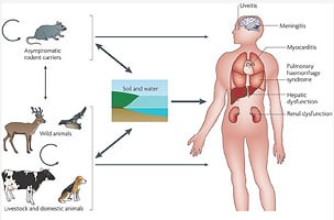 Leptospirosis รู้ สู้ โรค ฉี่หนู