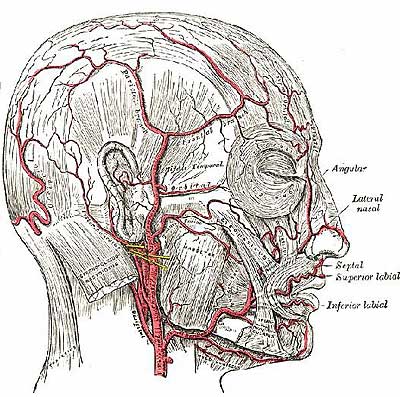 brain หน้าที่ของหัวใจ สั่งการจากสมอง