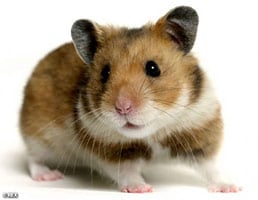 Leptospirosis รู้ สู้ โรค ฉี่หนู