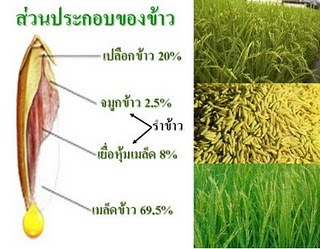 rice bran grem oil คุณประโยชน์ของ น้ำมันรำข้าว และจมูกข้าว